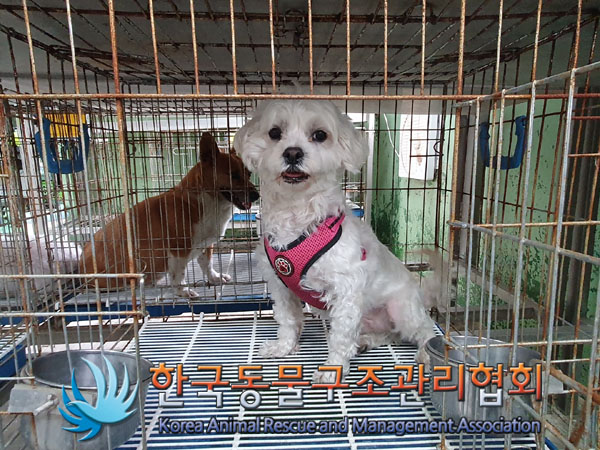 한국동물구조관리협회_411310202300164